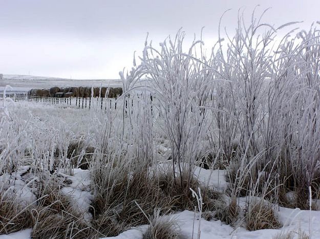 Tall Plants. Photo by Dawn Ballou, Pinedale Online.