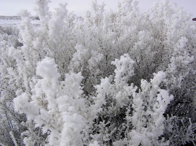 Greasewood. Photo by Dawn Ballou, Pinedale Online.