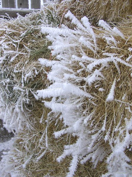 Hoar frost on hay bale. Photo by Dawn Ballou, Pinedale Online.