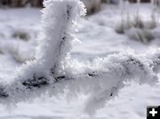 Hoar frost on barb wire fence. Photo by Dawn Ballou, Pinedale Online.