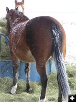 Frosty horse tails. Photo by Dawn Ballou, Pinedale Online.