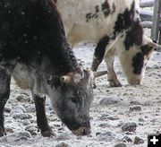 Frosty Steers. Photo by Dawn Ballou, Pinedale Online.