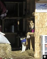 Relaxing dogs. Photo by Dawn Ballou, Pinedale Online.