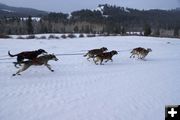 On their way. Photo by Cat Urbigkit, Pinedale Online.