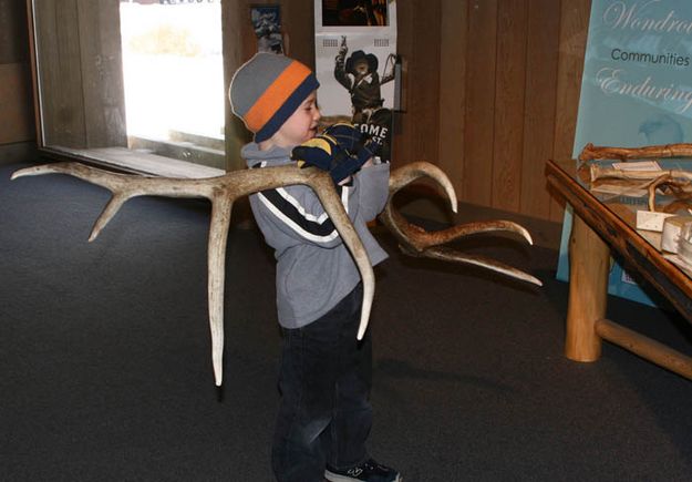 Elk Antler. Photo by Pam McCulloch, Pinedale Online!.