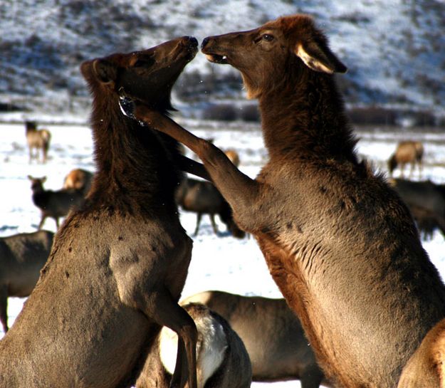 Sparring. Photo by Pam McCulloch, Pinedale Online.