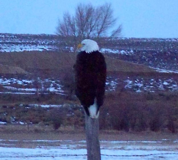 Bald Eagle. Photo by Michelle Hosler.