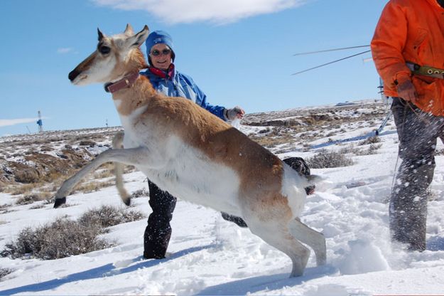 Collared Pronghorn. Photo by Wildlife Conservation Society.