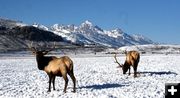 Teton Elk. Photo by Pam McCulloch, Pinedale Online.