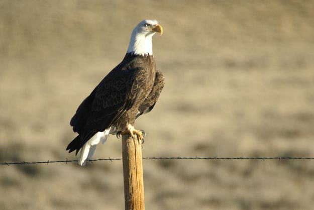 Bald Eagle perched. Photo by Cat Urbigkit, Pinedale Online.