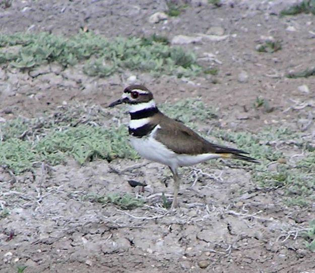 Killdeer. Photo by Dawn Ballou, Pinedale Online.