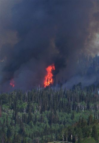 Trees torching. Photo by Allene Dana.