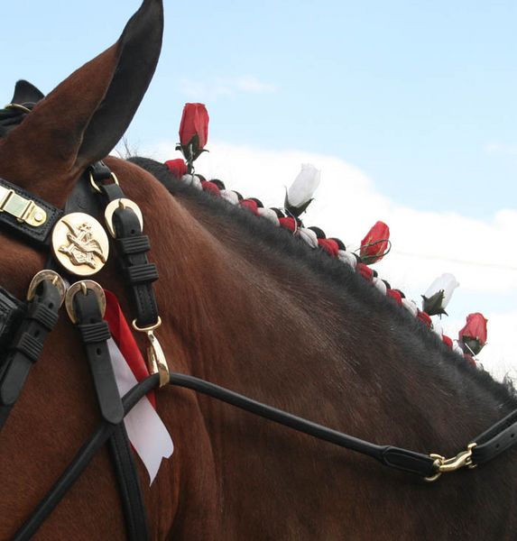 Mane Roses. Photo by Dawn Ballou, Pinedale Online.