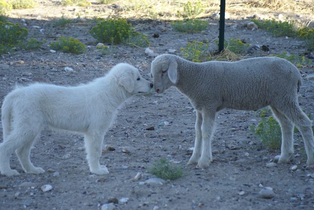 Nose To Nose. Photo by Cat Urbigkit.