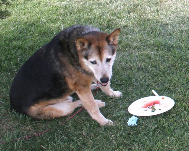 Dog Food. Photo by Pam McCulloch, Pinedale Online.