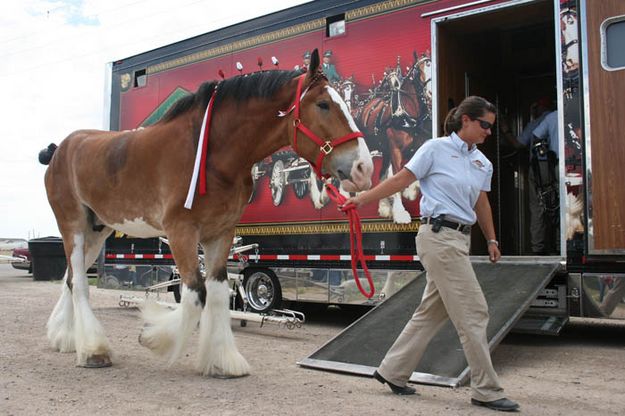 Leading him away. Photo by Dawn Ballou, Pinedale Online.