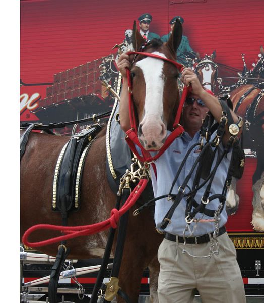 Putting on halter. Photo by Dawn Ballou, Pinedale Online.