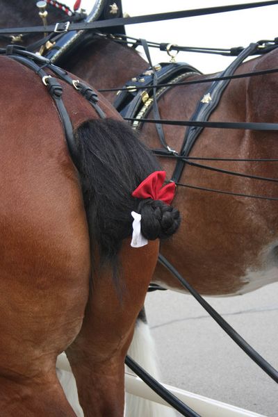 Tail Bows. Photo by Dawn Ballou, Pinedale Online.