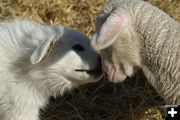 Rena Loves Lamb. Photo by Cat Urbigkit.