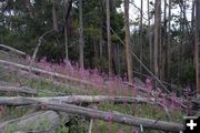 Fireweed. Photo by Arnold Brokling.