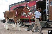 Leading him away. Photo by Dawn Ballou, Pinedale Online.