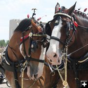 Well behaved horses. Photo by Dawn Ballou, Pinedale Online.