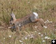 Cast Crasher. Photo by Dawn Ballou, Pinedale Online.