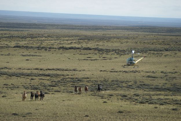 Heli closer. Photo by Cat Urbigkit.