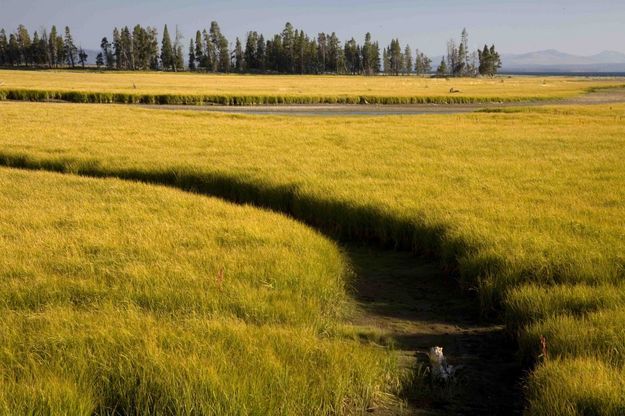 Yellow Grass. Photo by Dave Bell.