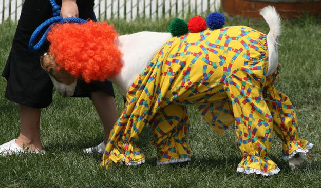 Pet Show. Photo by Dawn Ballou, Pinedale Online.