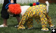 Pet Show. Photo by Dawn Ballou, Pinedale Online.