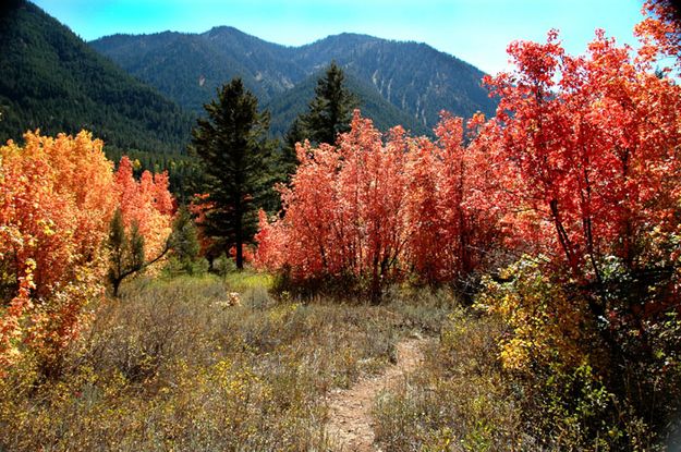 Red Pathway. Photo by Sally Hayward.