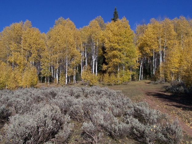 Upper Green Aspens. Photo by Scott Almdale.