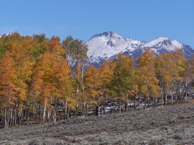 Aspens and snow. Photo by Scott Almdale.