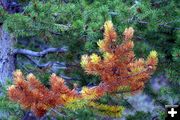 Pine Tree. Photo by Pam McCulloch.