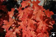 Brilliant Red Leaves. Photo by Sally Hayward.