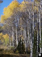 X-C Ski Trail Yellow Aspens. Photo by Scott Almdale.