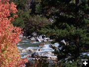 Red along the Greys River. Photo by Scott Almdale.