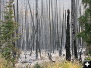 Fire charred trees. Photo by Kenna Tanner.