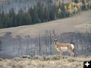 Antelope Burn. Photo by Kenna Tanner.