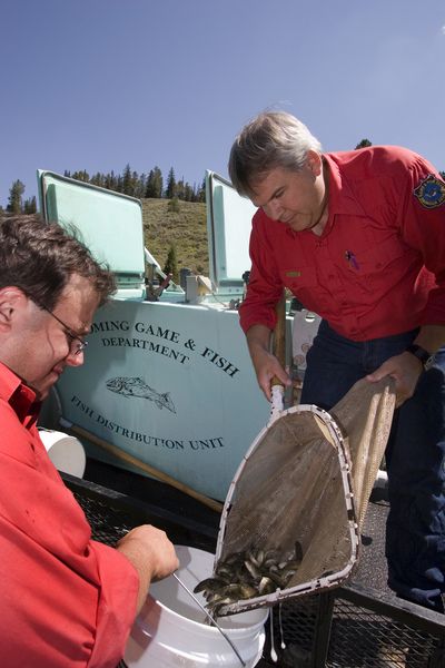 Getting ready to stock. Photo by Wyoming Game & Fish.