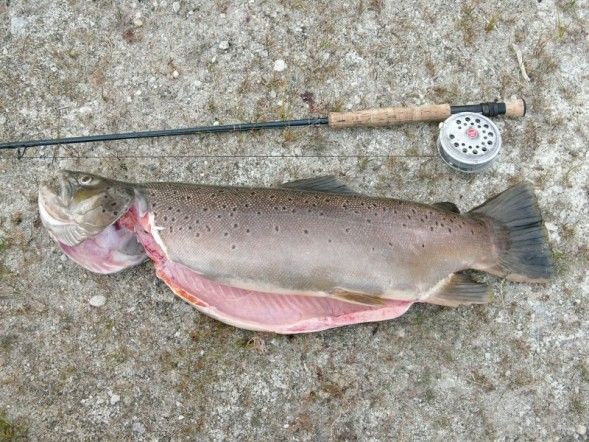 Big Brown Trout. Photo by Randy Davis.