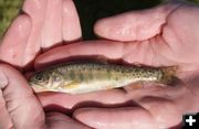 Fingerlings. Photo by Wyoming Game & Fish.