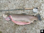 Big Brown Trout. Photo by Randy Davis.