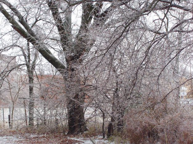 Enid Oklahoma Ice Storm. Photo by Mike Brennan.