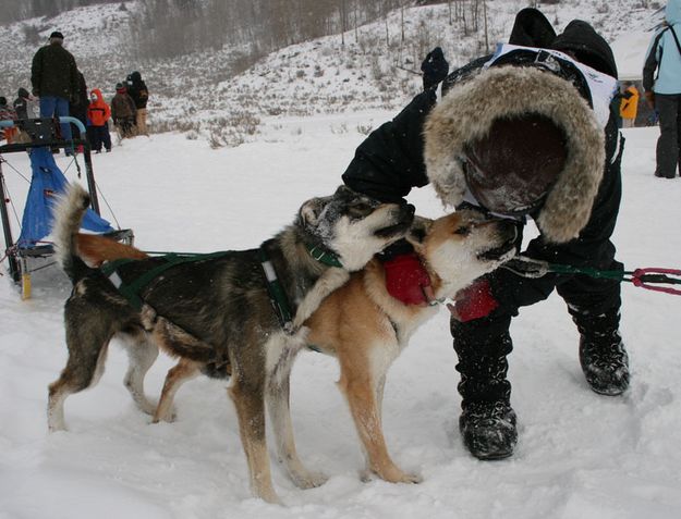 Good Dogs. Photo by Dawn Ballou, Pinedale Online.