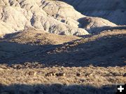 Deer near Pinedale. Photo by Scott Almdale.