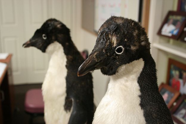 Adelie Penguins. Photo by Dawn Ballou, Pinedale Online.