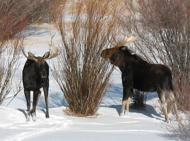 Big Bulls. Photo by Terri and Joe Zuback.