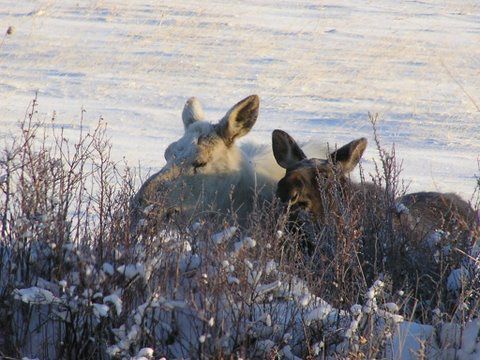 Albino Moose. Photo by Richard Kaumo.